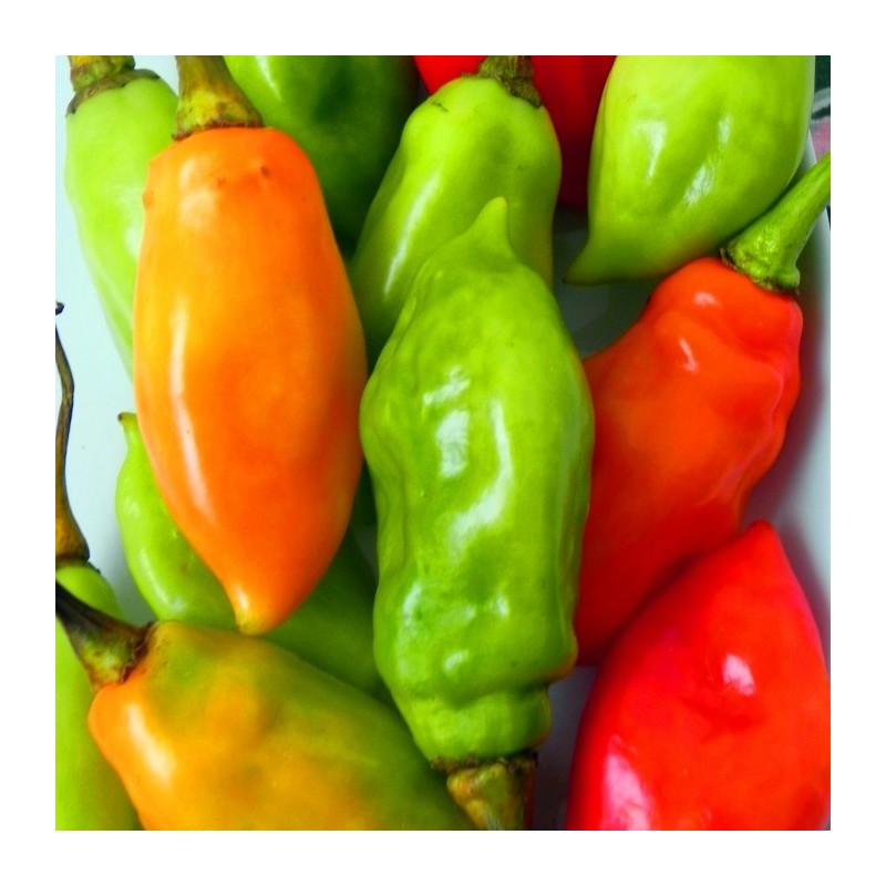 Piment végétarien 100g