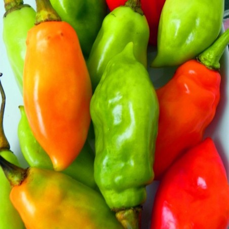 Piment végétarien 100g