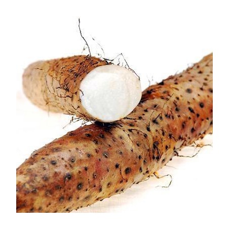 Igname de chine 500g