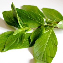 Basilic thaï 100g
