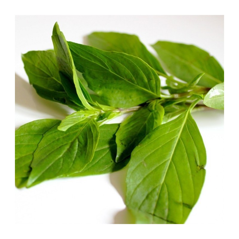 Basilic thaï 100g