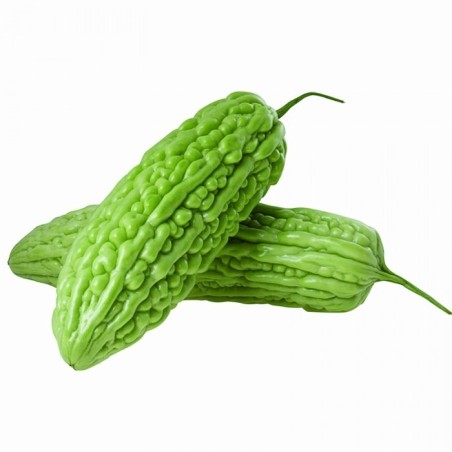 Concombre amer 1 pièce
