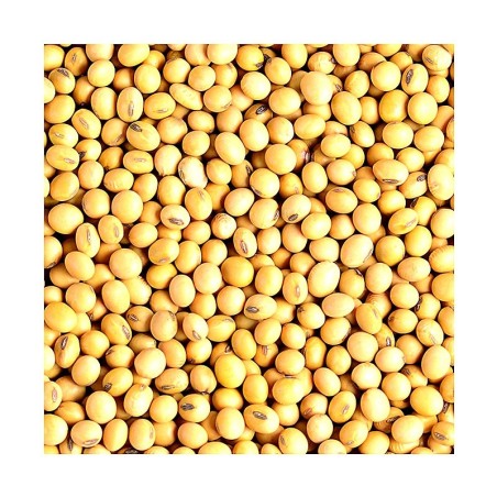 Graines de soja jaune Eaglobe 1kg