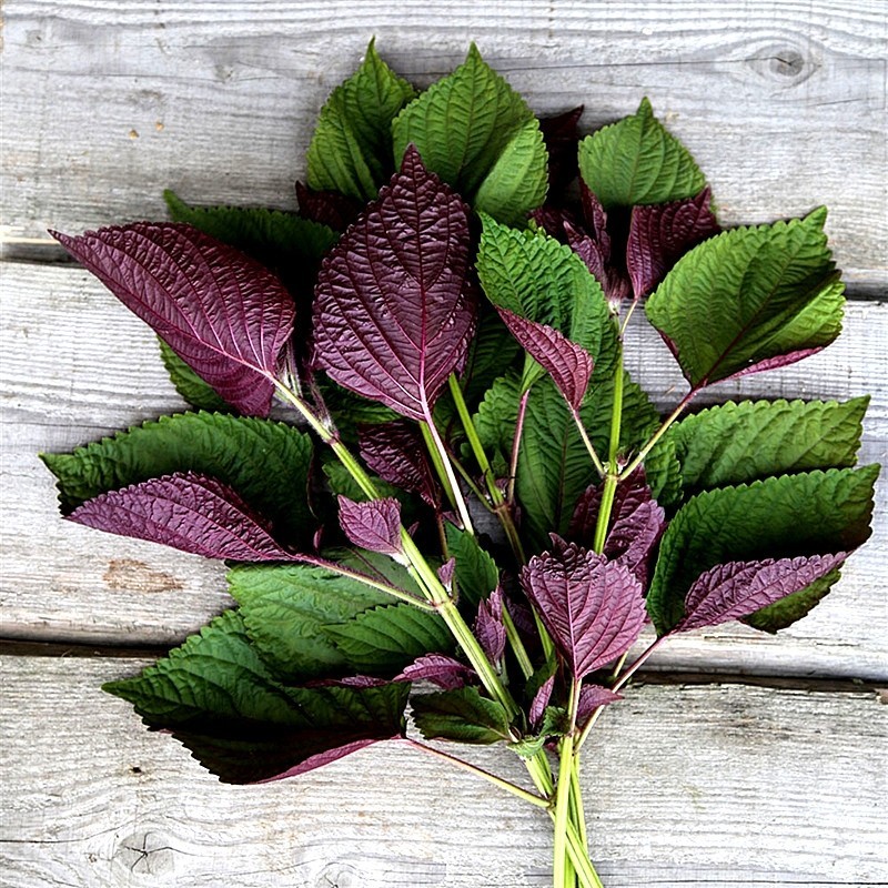 Perilla fraîche 100g