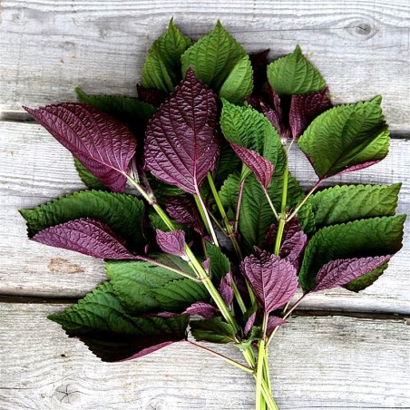 Perilla fraîche 100g