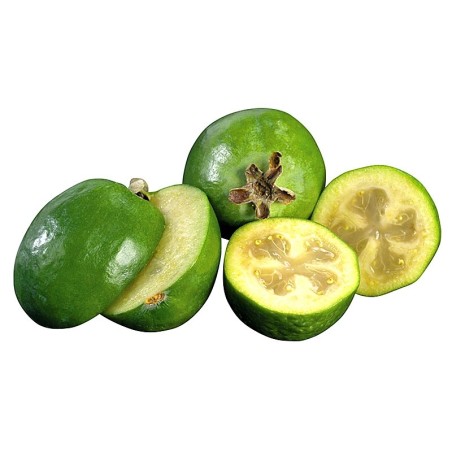 Noix d\'Arec 1 pièce