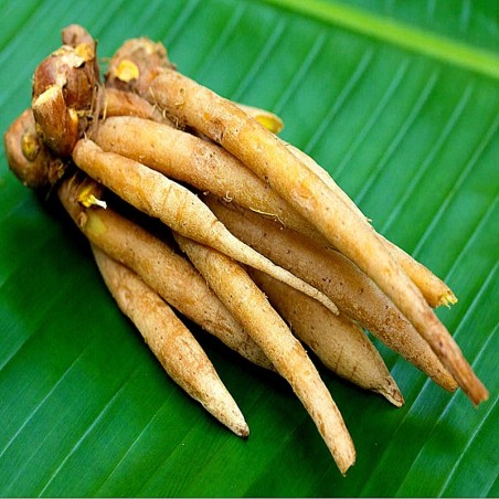 Racine de Krachai 100g