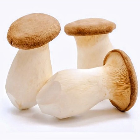 Champignons Eryngii, 3 pièces